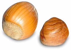 Hazelnuts