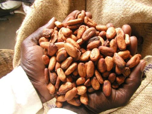 Cocoa beans Form : Beans