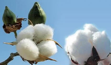 Raw cotton, Number Of Flower : Raw Cotton