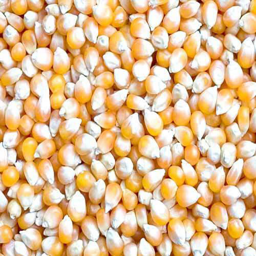 Yellow maize seeds, Country of Origin : India