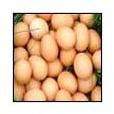 Chicken Eggs, For Bakery Use, Human Consumption, Packaging Type : Caret