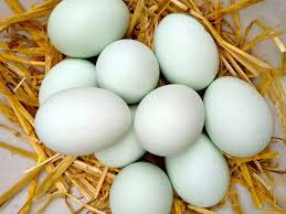 Duck Eggs, For Bakery Use, Human Consumption, Packaging Type : Caret