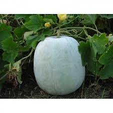 Fresh Vegetables Ash Gourd Exporter In India