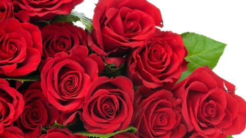 Fresh Red Roses