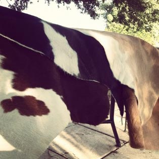 Animal Products, Greasy Wool