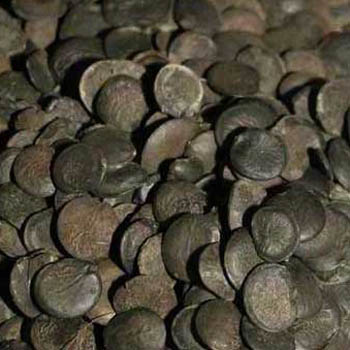 Griffonia Simplicifolia Seeds