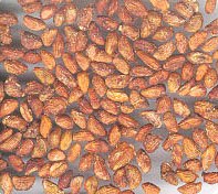 Voacanga Africana Seeds