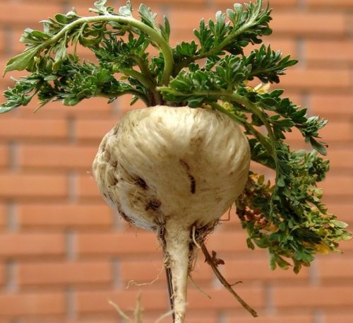 Maca Root Extract Powder, Brand Name : Reindeer