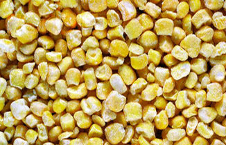 Organic Maize Seeds, For Animal Feed, Human Consuption, Style : Dried