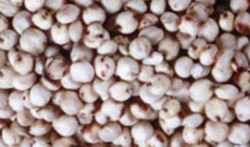 Sorghum Seeds