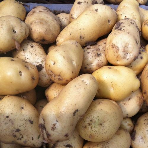 Fresh Irish Potatoes, White Potato