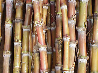 Sugar Canes, Certification : HACCP