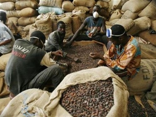 Super Fermented Cocoa Beans