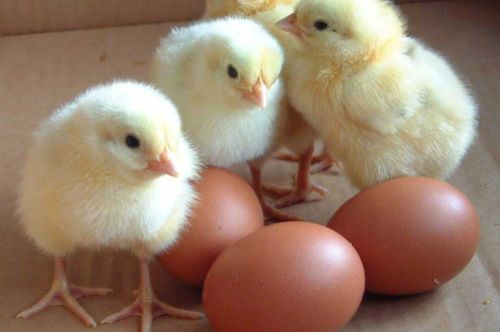 Broiler hatching eggs, Packaging Type : Brown
