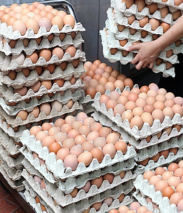 Chicken Table Eggs, Certification : health certificate