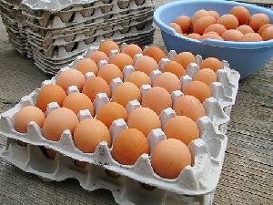 Chicken eggs, Certification : health certificate