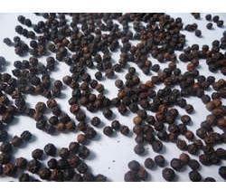 Black Pepper Seeds