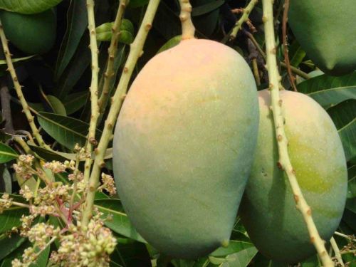 Fresh Kesar Mangoes