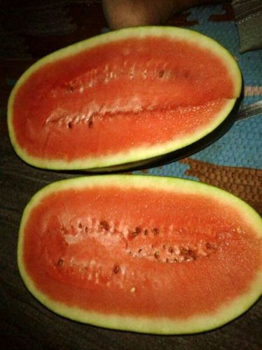 Fresh watermelon Feature : Good For Health, Non Harmful