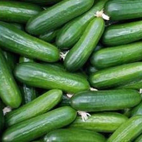 Fresh Cucumber,fresh Cucumber