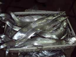 Natural Frozen Ribbon Fish, Certification : ISO, HACCP