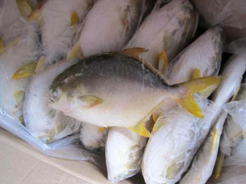 Golden Pomfret(Frozen), Black Pomfret, Fresh Pomfret, Frozen Golden Pomfret Fish