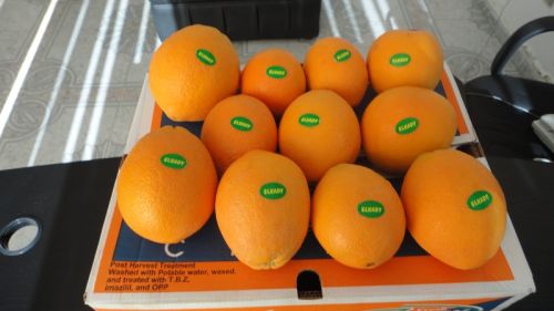 Fresh Navel Orange