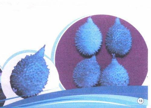 TC Spine Gourd Plants