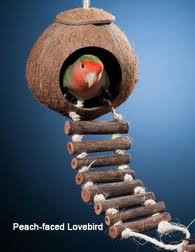 Coconut Shell Birds Nest