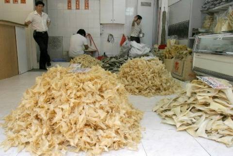 Datina Fish Maw For Sale