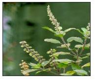 Tulsi
