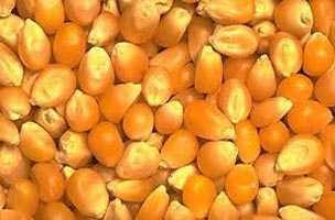 Yellow maize seeds, Moisture Ratio : 12%