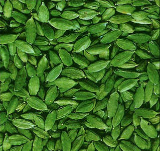 Green cardamom, Packaging Size : 5-25kg