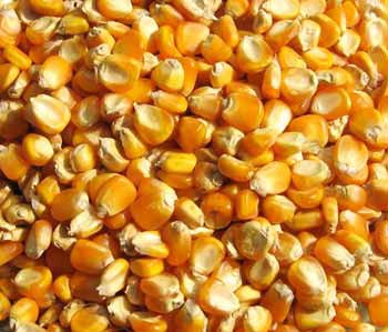 Maize Seeds