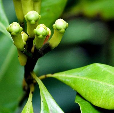 CLOVE LEAVES