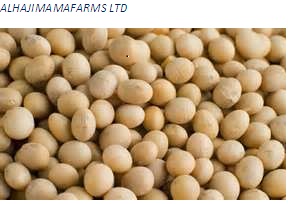 Soya Beans