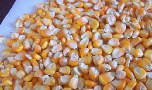 Yellow corn, Brand Name : Rahim