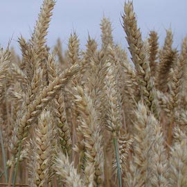 Food grains, Cuisine : Indian