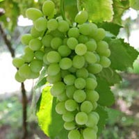 Fresh fruits, Storage : Cool Place