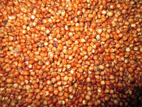Sorghum Sudan Grass Seeds
