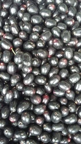 Organic Fresh Jamun, For Diet Juice, Health Benefits, Purity : 99.9%