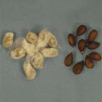 Cotton seeds, Moisture : 9%