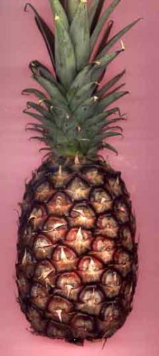 Fresh pineapple, Storage Condition : Natural