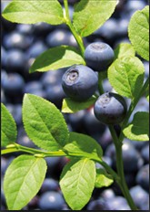 Bilberry Extract, Brand Name : kingherbs