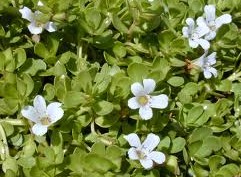 China Bacopa Monnieri Extract, Brand Name : kingherbs