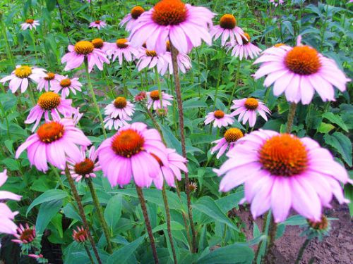 Echinacea Purpurea Extract, Brand Name : kingherbs