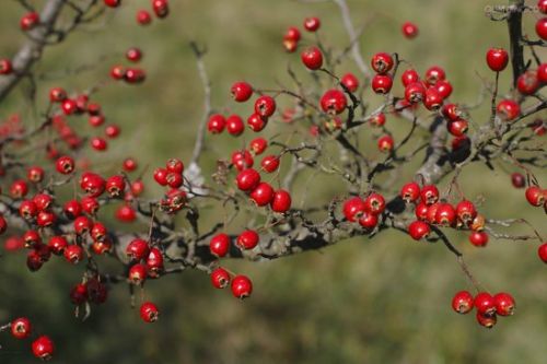 Hawthorn Berry Extract, Brand Name : kingherbs