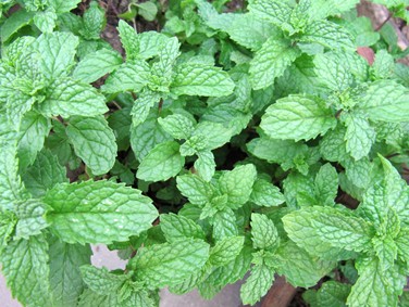 China Peppermint Extract, Brand Name : kingherbs