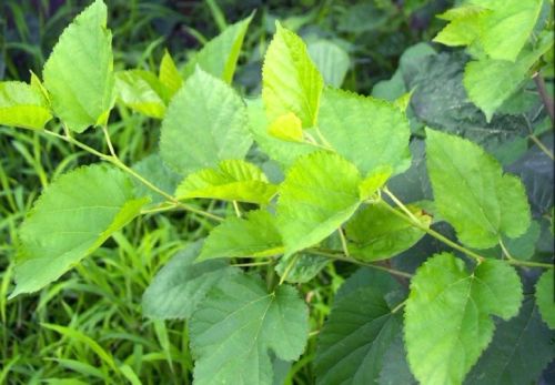 Mulberry Leaf Extract
