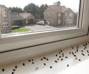 Fly Control Services